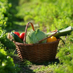 Panier de légumes bio - Moyen