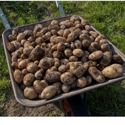 Pommes de terre Agila 2,5 kg