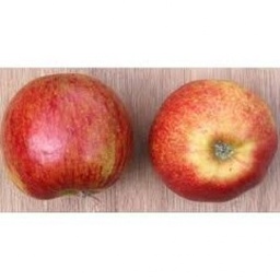 Pommes Jonagold 1 kg