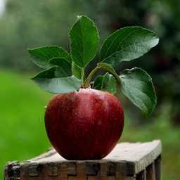 Pommes - Belle de Rosoux 1 kg