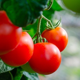 Tomates rouges bio +/-1kg